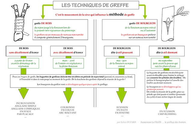 technique de greffe